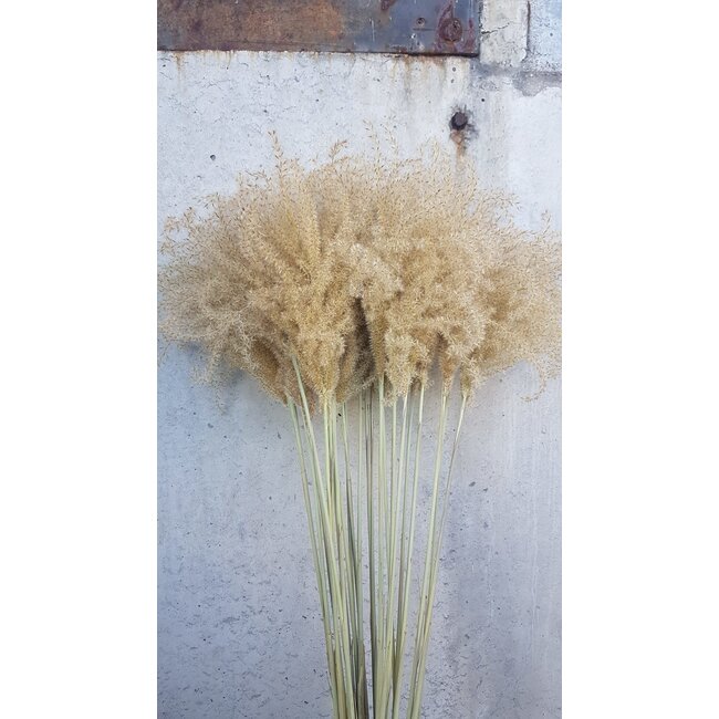 Natural Stypa Grass dried flowers | Length ± 55 centimetres | Per 10 plumes