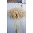 Herbe Stypa Naturelle fleurs séchées | Longueur ± 55 centimètres | Par 10 plumeaux