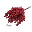 Schinus rouge - Baies de poivre décoration sèche | Longueur ± 35 centimètres | Poids ± 150 grammes