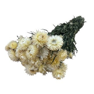 Dutch Dried White Helichrysum - Strawflower dried flowers | Length ± 55 centimetres | Weight ± 75 grams