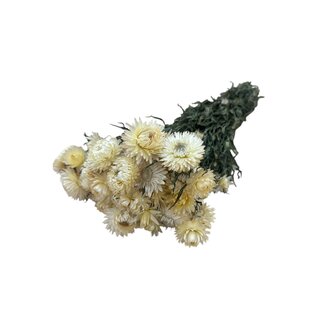 Dutch Dried Witte Helichrysum - Strobloem droogbloemen| Lengte ± 55 centimeter | Gewicht ± 75 gram
