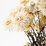 Weiße Helichrysum - Strohblume Trockenblumen | Länge ± 55 Zentimeter | Gewicht ± 75 Gramm