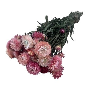 Dutch Dried Roze Helichrysum - Strobloem droogbloemen| Lengte ± 55 centimeter | Gewicht ± 75 gram