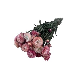Dutch Dried Roze Helichrysum - Strobloem droogbloemen| Lengte ± 55 centimeter | Gewicht ± 75 gram