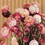 Pink Helichrysum - Strawflower dried flowers | Length ± 55 centimetres | Weight ± 75 grams