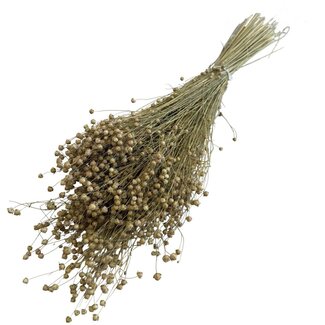 Dutch Dried Linum brun naturel - Fleurs séchées de lin | Longueur ± 55 centimètres | Poids ± 150 grammes