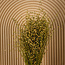 Naturel bruine Linum - Vlas droogbloemen | Lengte ± 55 centimeter | Gewicht ± 150 gram