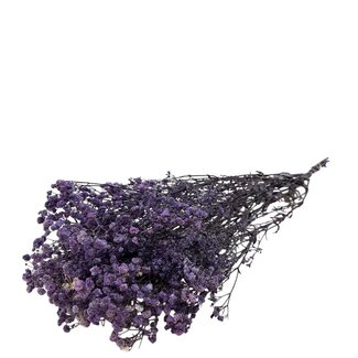 Dutch Dried Lavendelblaue Gypsophila Trockenblumen | Konserviertes Schleierkraut | Länge ± 65 Zentimeter | Pro 100 Gramm