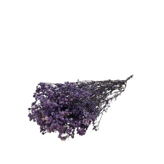 Dutch Dried Gypsophile séchée bleu lavande | Gypsophile préservée | Longueur ± 65 centimètres | Par 100 grammes