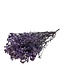 Lavendelblauwe Gypsophila droogbloemen | Gepreserveerd Gipskruid | Lengte ± 65 centimeter | Per 100 gram