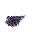 Lavendelblauwe Gypsophila droogbloemen | Gepreserveerd Gipskruid | Lengte ± 65 centimeter | Per 100 gram