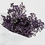 Lavendelblauwe Gypsophila droogbloemen | Gepreserveerd Gipskruid | Lengte ± 65 centimeter | Per 100 gram