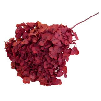 Casa Alegria Intens rode Hydrangea Cabeza | Gepreserveerde Hortensia | Gewicht ± 50 gram | Per 3 stelen