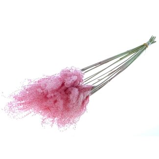 Dutch Dried Pink Dried Fluffy Pampas Grass | Length ± 65 centimetres | Per 10 stems