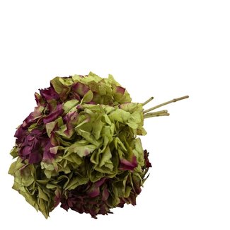 Casa Alegria Hortensia conservée vert-rouge | Longueur ± 40 centimètres | Poids ± 50 grammes