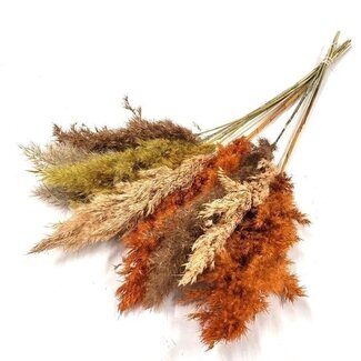 Dutch Dried Earth-toned dried Pampas plumes | Length ± 70 centimetres | Per 10 stems