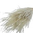 White bleached Helecho dried flowers | Length ± 55 centimetres | Weight ± 100 grams