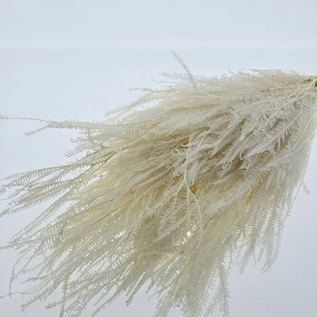 White bleached Helecho dried flowers | Length ± 55 centimetres | Weight ± 100 grams