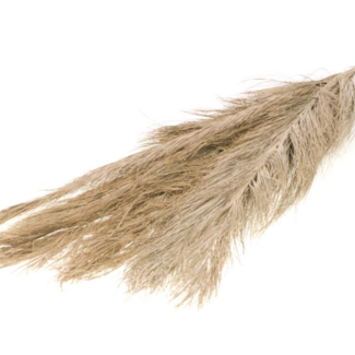 Dutch Dried Natural brown Date Jhat dried flowers | Length ± 65 centimetres | Weight ± 100 grams