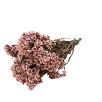 Casa Alegria Hellrosa Ixodia Trockenblumen | Länge ± 35 Zentimeter | Gewicht ± 50 Gramm