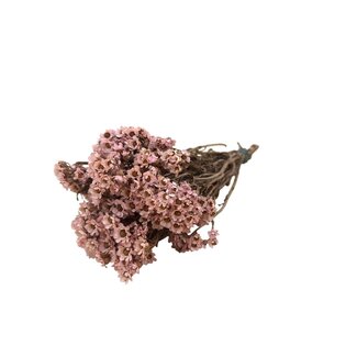 Casa Alegria Light Pink Ixodia Dried Flowers | Length ± 35 centimetres | Weight ± 50 grams