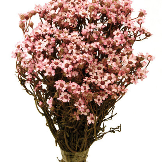 Lichtroze Ixodia droogbloemen | Lengte ± 35 centimeter | Gewicht ± 50 gram