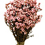 Lichtroze Ixodia droogbloemen | Lengte ± 35 centimeter | Gewicht ± 50 gram
