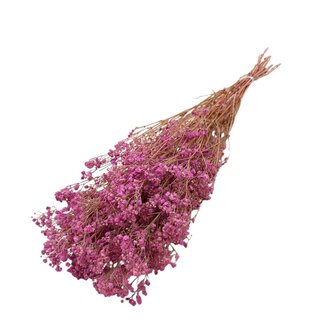 Casa Alegria Rosa Gypsophila Trockenblumen | Konserviertes Schleierkraut | Länge ± 65 Zentimeter | Pro 100 Gramm