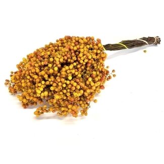 Dutch Dried Yellow Schinus - Pepper Berries Dried Decoration | Length ± 35 centimetres | Weight ± 150 grams