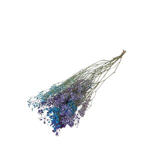 Dutch Dried Detroit Mix  Gypsophila droogbloemen | Gedroogd Gipskruid | Lengte ± 65 centimeter | Per 5 takken
