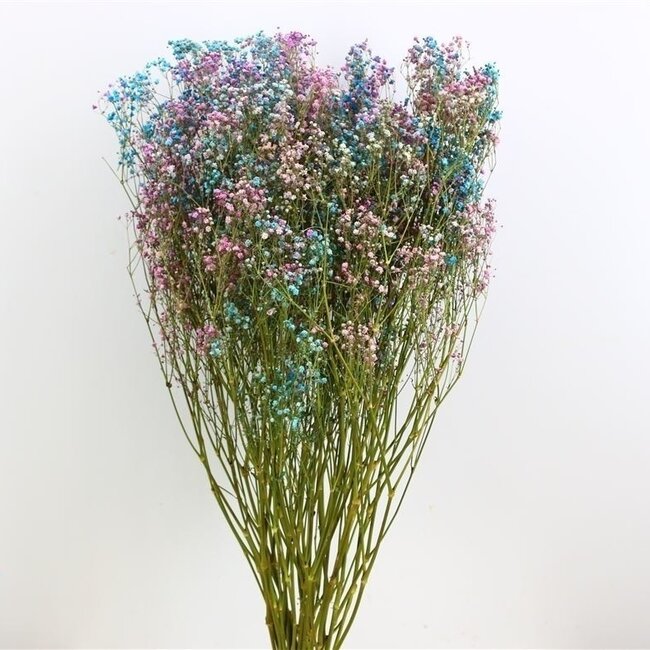 Detroit Mix  Gypsophila droogbloemen | Gedroogd Gipskruid | Lengte ± 65 centimeter | Per 5 takken