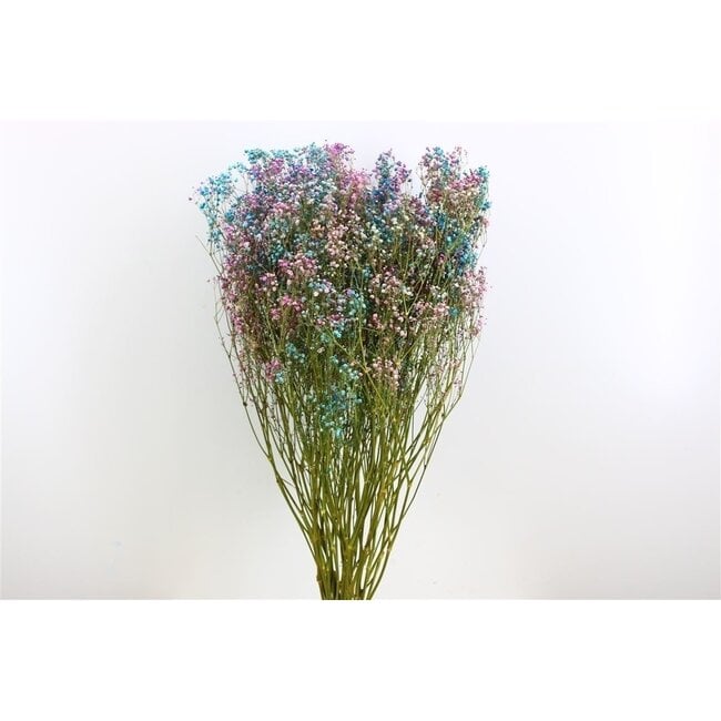 Detroit Mix Schleierkraut Trockenblumen | Getrocknetes Schleierkraut | Länge ± 65 Zentimeter | Pro 5 Zweige