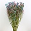Detroit Mix Gypsophile fleurs séchées | Gypsophile séchée | Longueur ± 65 centimètres | Par 5 tiges