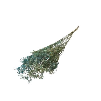 Dutch Dried Aquablauw-groene Gypsophila droogbloemen | Gedroogd Gipskruid | Lengte ± 65 centimeter | Per 5 takken