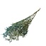 Aquablau-grüne Gypsophila Trockenblumen | Getrockneter Schleierkraut | Länge ± 65 Zentimeter | Pro 5 Zweige