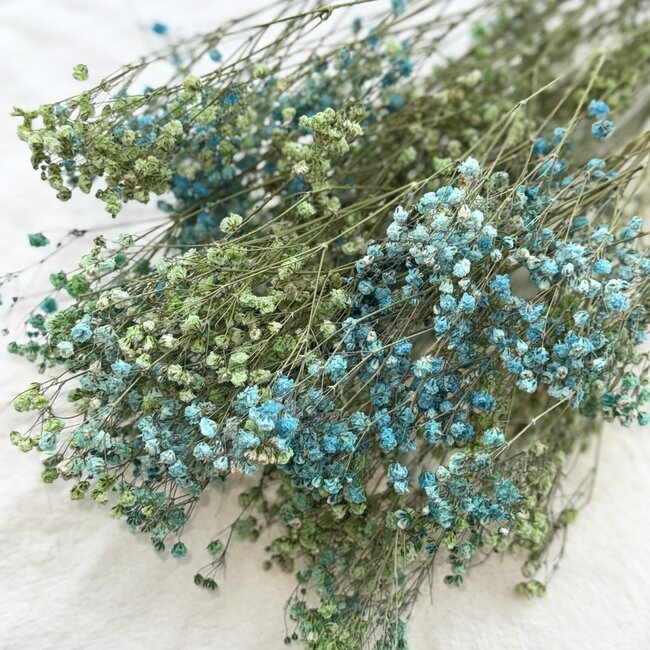 Aquablau-grüne Gypsophila Trockenblumen | Getrockneter Schleierkraut | Länge ± 65 Zentimeter | Pro 5 Zweige