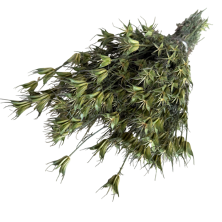 Dutch Dried Naturel groene Nigella Orientalis droogbloemen | Lengte ± 55 centimeter | Gewicht ± 100 gram