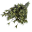 Naturel groene Nigella Orientalis droogbloemen | Lengte ± 55 centimeter | Gewicht ± 100 gram