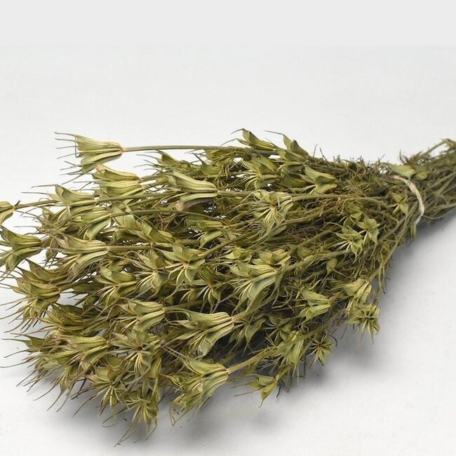 Natural green Nigella Orientalis dried flowers | Length ± 55 centimetres | Weight ± 100 grams