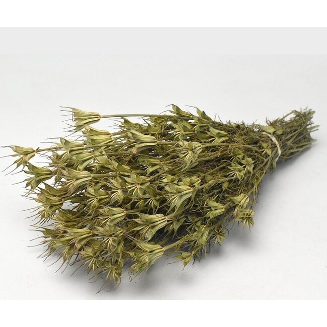 Naturel groene Nigella Orientalis droogbloemen | Lengte ± 55 centimeter | Gewicht ± 100 gram