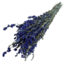 Delphinium bleu naturel - Fleurs séchées Pied d'alouette | Longueur ± 70 centimètres | Poids ± 100 grammes