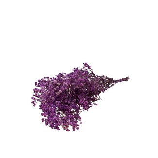 Dutch Dried Paarse Gypsophila droogbloemen | Gepreserveerd Gipskruid | Lengte ± 65 centimeter | Per 100 gram