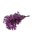 Purple Gypsophila dried flowers | Preserved Baby's Breath | Length ± 65 centimetres | Per 100 grams