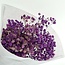 Gypsophile séchée violette | Gypsophile préservée | Longueur ± 65 centimètres | Par 100 grammes