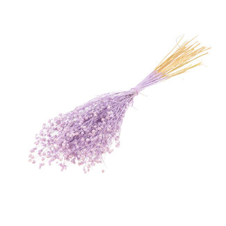 Dutch Dried Lilac Misty Linum - Lin de fleurs séchées | Longueur ± 55 centimètres | Poids ± 150 grammes