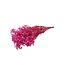 Pink Gypsophila dried flowers | Preserved Baby's Breath | Length ± 65 centimetres | Per 100 grams