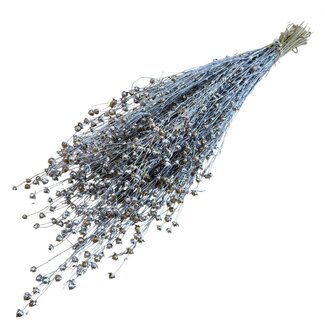 Dutch Dried Silver-Coloured Linum - Flax Dried Flowers | Length ± 55 centimetres | Weight ± 150 grams