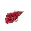 Gypsophile rouge fleurs séchées | Gypsophile préservée | Longueur ± 65 centimètres | Par 100 grammes
