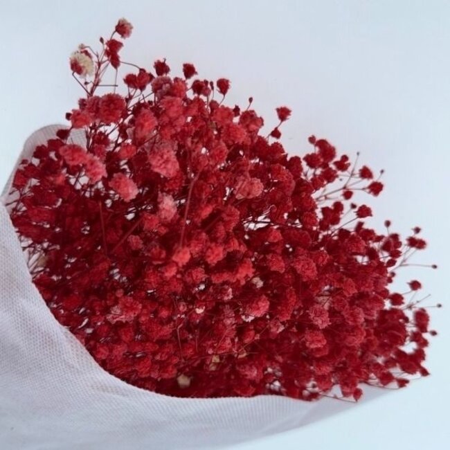 Rote Gypsophila Trockenblumen | Konserviertes Schleierkraut | Länge ± 65 Zentimeter | Pro 100 Gramm