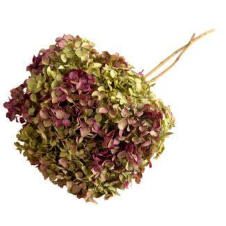 Casa Alegria Roze-groene Hydrangea Cabeza | Gepreserveerde Hortensia | Gewicht ± 50 gram | Per 3 stelen